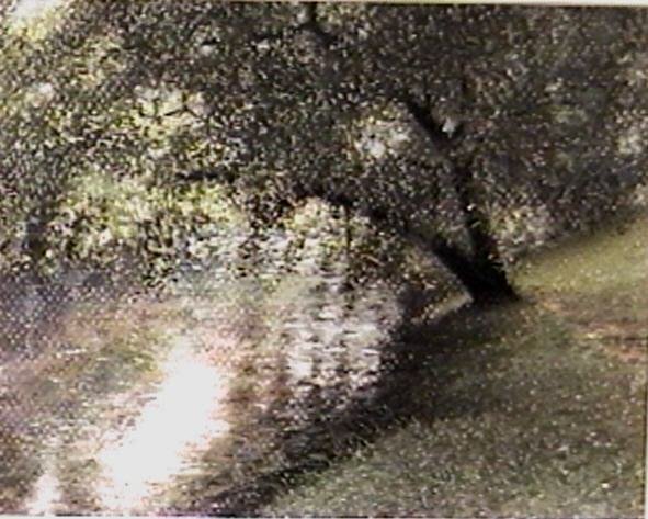 The River
